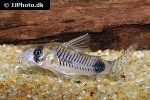 corydoras ortegai corydoras ortegai