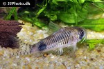 corydoras ortegai corydoras ortegai
