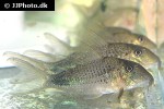 corydoras ourastigma corydoras ourastigma