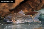 corydoras ourastigma corydoras ourastigma