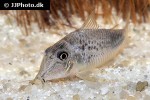 corydoras ourastigma corydoras ourastigma