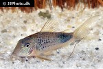 corydoras ourastigma corydoras ourastigma