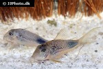 corydoras ourastigma corydoras ourastigma