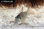 corydoras ourastigma corydoras ourastigma
