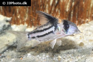 Corydoras