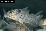 corydoras pastazensis corydoras pastazensis