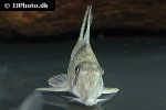 corydoras pastazensis corydoras pastazensis