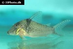 corydoras pastazensis corydoras pastazensis