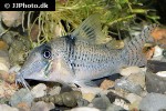 corydoras pastazensis corydoras pastazensis