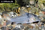 corydoras pastazensis corydoras pastazensis