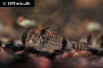 corydoras reynoldsi corydoras reynoldsi