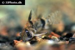 corydoras reynoldsi corydoras reynoldsi