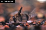 corydoras reynoldsi corydoras reynoldsi
