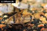 corydoras reynoldsi corydoras reynoldsi