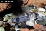 corydoras reynoldsi corydoras reynoldsi