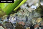 corydoras reynoldsi corydoras reynoldsi