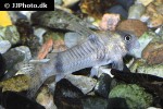 corydoras reynoldsi corydoras reynoldsi