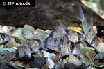 corydoras reynoldsi corydoras reynoldsi