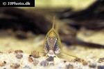 corydoras semiaquilus corydoras semiaquilus