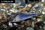 corydoras semiaquilus corydoras semiaquilus