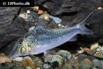 corydoras semiaquilus corydoras semiaquilus