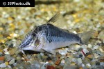 corydoras semiaquilus corydoras semiaquilus
