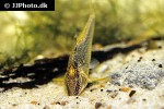 corydoras semiaquilus corydoras semiaquilus