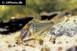 corydoras semiaquilus corydoras semiaquilus