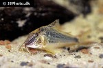 corydoras semiaquilus corydoras semiaquilus