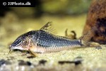 corydoras semiaquilus corydoras semiaquilus