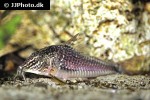 corydoras semiaquilus corydoras semiaquilus