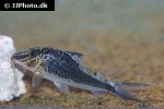corydoras semiaquilus corydoras semiaquilus