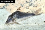 corydoras semiaquilus corydoras semiaquilus