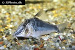 corydoras semiaquilus corydoras semiaquilus
