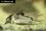 corydoras septentrionalis corydoras septentrionalis