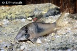 corydoras septentrionalis corydoras septentrionalis