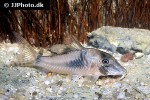 corydoras septentrionalis corydoras septentrionalis