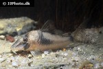corydoras septentrionalis corydoras septentrionalis