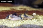 corydoras septentrionalis corydoras septentrionalis