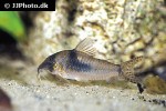 corydoras septentrionalis corydoras septentrionalis