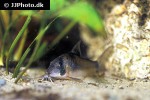 corydoras septentrionalis corydoras septentrionalis