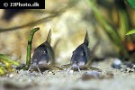 corydoras septentrionalis corydoras septentrionalis