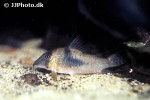 corydoras septentrionalis corydoras septentrionalis