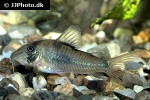 corydoras septentrionalis corydoras septentrionalis