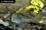 corydoras septentrionalis corydoras septentrionalis