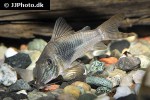 corydoras septentrionalis corydoras septentrionalis