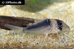 corydoras serratus corydoras serratus