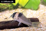 corydoras serratus corydoras serratus