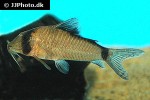 corydoras simulatus corydoras simulatus