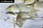 corydoras simulatus corydoras simulatus